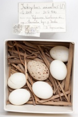eggs_museum_Ixobrychus_minutus201009151741