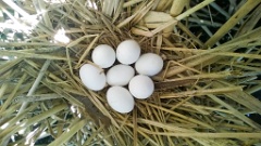 nest14_125_eggs_nature_Ixobrychus_minutus_2014_0719_1346