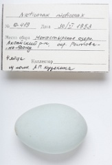 eggs_apart_Nycticorax_nycticorax201009161442