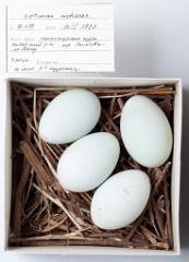 eggs_museum_Nycticorax_nycticorax201009161441