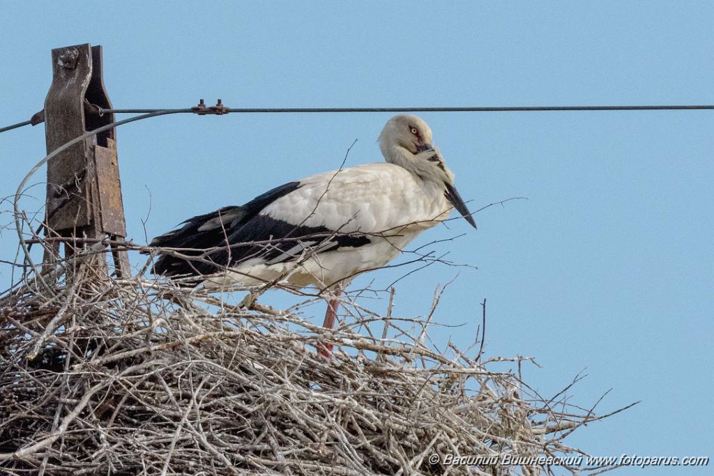 0_nest240604-1_Ciconia_boyciana_2024_0604_1743-2-2.jpg - Дальний Восток, Амурская область. 4 июня 2024 г. Аист дальневосточный. White Stork (Ciconia boyciana).