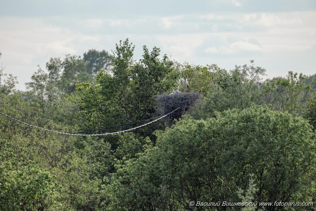 nest240528-1_Ciconia_boyciana_2024_0528_1123.jpg - Еврейская автономная область. Смидовичский район. 28 мая 2024 г. Аист дальневосточный. White Stork (Ciconia boyciana).