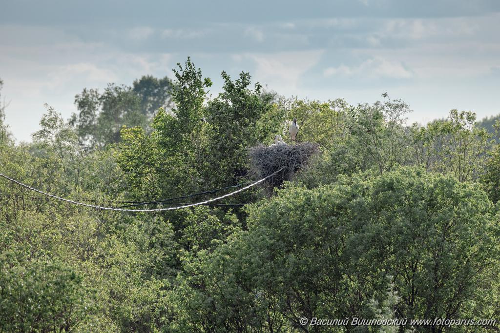 nest240528-1_Ciconia_boyciana_2024_0528_1124.jpg - Еврейская автономная область. Смидовичский район. 28 мая 2024 г. Аист дальневосточный. White Stork (Ciconia boyciana).