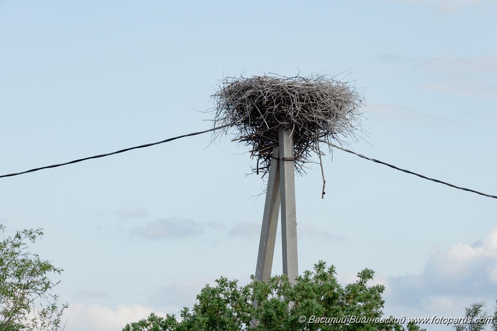 nest240528-1_Ciconia_boyciana_2024_0528_1141.jpg - Еврейская автономная область. Смидовичский район. 28 мая 2024 г. Аист дальневосточный. White Stork (Ciconia boyciana).
