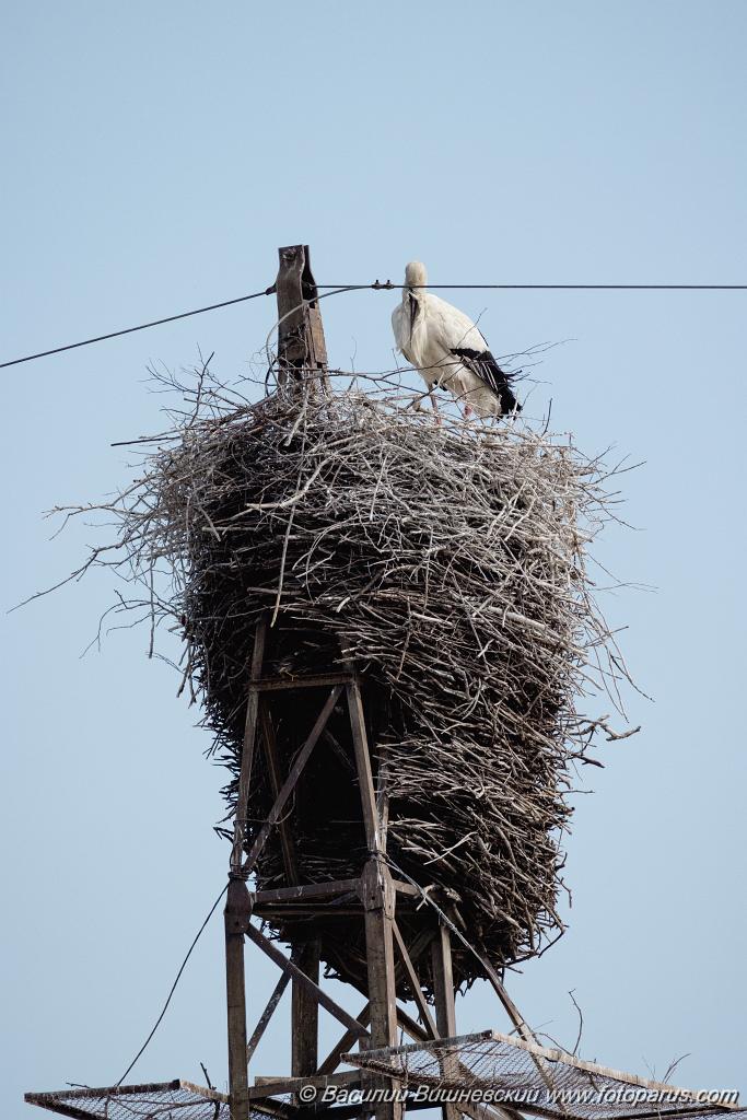 nest240604-1_Ciconia_boyciana_2024_0604_1742-3.jpg - Дальний Восток, Амурская область. 4 июня 2024 г. Аист дальневосточный. White Stork (Ciconia boyciana).