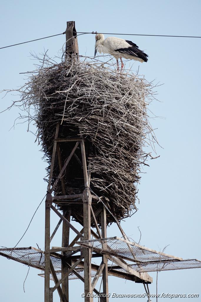 nest240604-1_Ciconia_boyciana_2024_0604_1742-4.jpg - Дальний Восток, Амурская область. 4 июня 2024 г. Аист дальневосточный. White Stork (Ciconia boyciana).