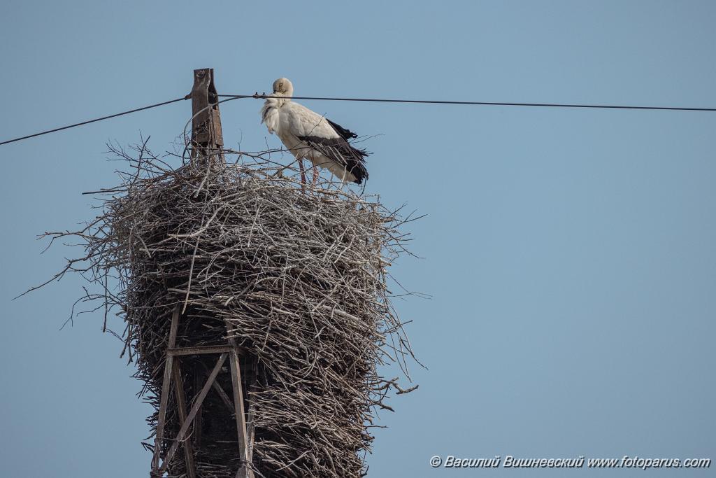 nest240604-1_Ciconia_boyciana_2024_0604_1742.jpg - Дальний Восток, Амурская область. 4 июня 2024 г. Аист дальневосточный. White Stork (Ciconia boyciana).