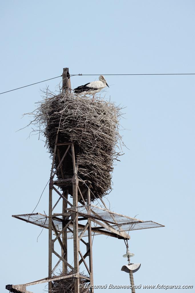 nest240604-1_Ciconia_boyciana_2024_0604_1743-2.jpg - Дальний Восток, Амурская область. 4 июня 2024 г. Аист дальневосточный. White Stork (Ciconia boyciana).