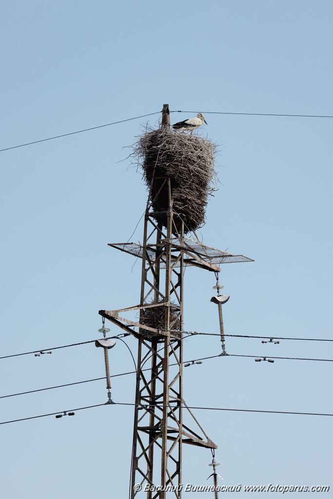 nest240604-1_Ciconia_boyciana_2024_0604_1743.jpg - Дальний Восток, Амурская область. 4 июня 2024 г. Аист дальневосточный. White Stork (Ciconia boyciana).