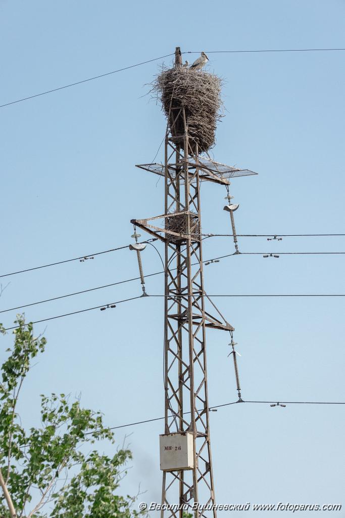 nest240604-1_Ciconia_boyciana_2024_0604_1746.jpg - Дальний Восток, Амурская область. 4 июня 2024 г. Аист дальневосточный. White Stork (Ciconia boyciana).