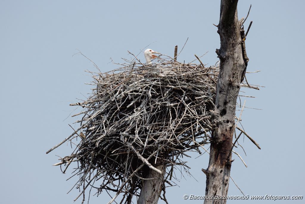 nest240606-2_Ciconia_boyciana_2024_0606_1353.jpg - Муравьёвский парк. Дальний Восток, Амурская область, Тамбовский муниципальный округ. 6 июня 2024 г. Аист дальневосточный. White Stork (Ciconia boyciana).