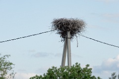 nest240528-1_Ciconia_boyciana_2024_0528_1141