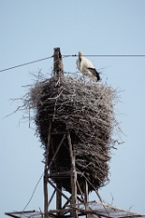 nest240604-1_Ciconia_boyciana_2024_0604_1742-3