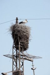 nest240604-1_Ciconia_boyciana_2024_0604_1743-2