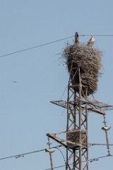 nest240604-1_Ciconia_boyciana_2024_0604_1746-2