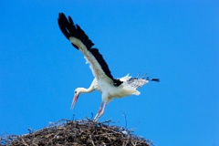 birds_flying_up_nest_with_bird_Ciconia_ciconia201107161119-1