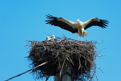 birds_flying_up_nest_with_bird_Ciconia_ciconia201107161157-3