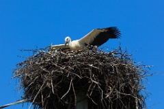 birds_flying_up_nest_with_bird_Ciconia_ciconia201107161214