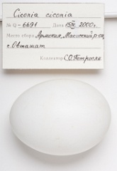 eggs_apart_Ciconia_ciconia201009151730