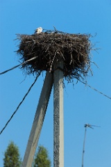 nest_overview_Ciconia_ciconia201107161156