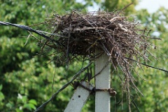 nest_overview_Ciconia_ciconia201107301140