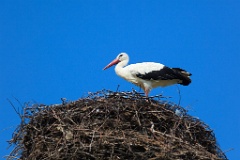 nest_with_bird_Ciconia_ciconia201107161119-4