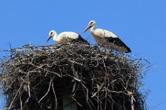 nest_with_bird_Ciconia_ciconia201107161238