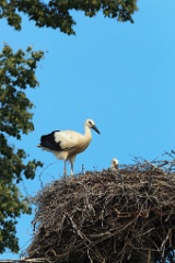 nest_with_bird_Ciconia_ciconia201107161819