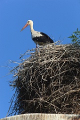 nest_with_bird_Ciconia_ciconia201107231815