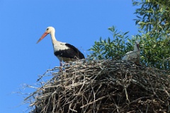 nest_with_bird_Ciconia_ciconia201107231816