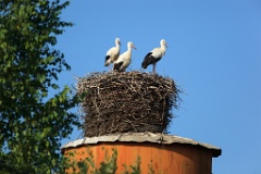 nest_with_bird_Ciconia_ciconia201107231846