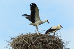 nest_with_bird_Ciconia_ciconia201107231954