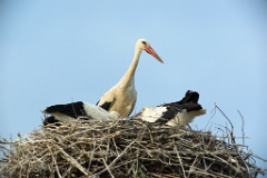 nest_with_bird_Ciconia_ciconia201107232005