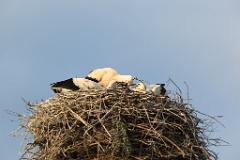 nest_with_bird_Ciconia_ciconia201107232006