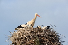 nest_with_bird_Ciconia_ciconia201107232007