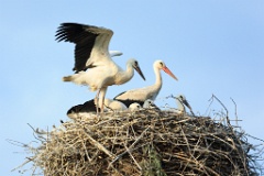 nest_with_bird_Ciconia_ciconia201107232013