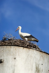 nest_with_bird_Ciconia_ciconia201107301033