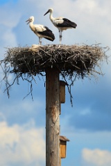 nest_with_bird_Ciconia_ciconia201107301406