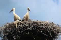 nest_with_bird_Ciconia_ciconia201107301514