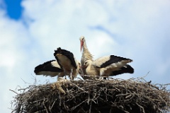 nest_with_bird_Ciconia_ciconia201107301543