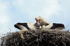 nest_with_bird_Ciconia_ciconia201107301544
