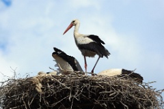 nest_with_bird_Ciconia_ciconia201107301547-1