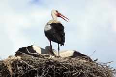 nest_with_bird_Ciconia_ciconia201107301548