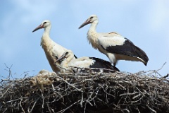 nest_with_bird_Ciconia_ciconia201107301550-4