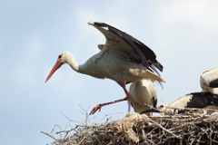 nest_with_bird_Ciconia_ciconia201107301550