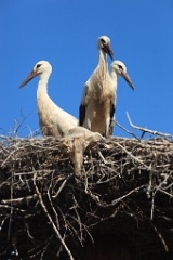 nest_with_bird_Ciconia_ciconia201107301614-1