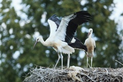 nest_with_bird_Ciconia_ciconia201107301652