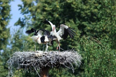 nest_with_bird_Ciconia_ciconia201107301700-1