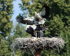 nest_with_bird_Ciconia_ciconia201107301700