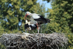 nest_with_bird_Ciconia_ciconia201107301701